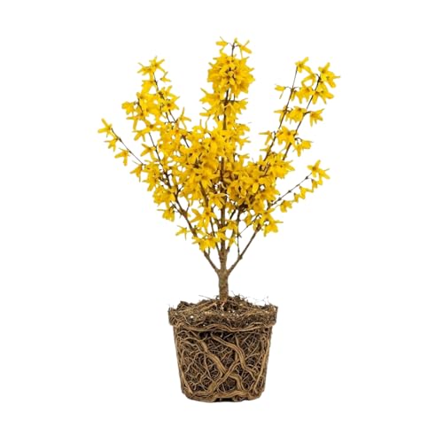 Lynwood Gold Forsythia Plant Live 4 Inch Pot Fast Growing Flowering Shrub for Hedges Garden Borders & Outdoor Landscaping