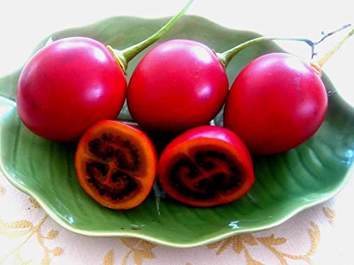 VietFA Tamarillo Sáº¸áº¸DS for Pláº¡nting - 15 Tamarillo Tráº¹áº¹ Sáº¸áº¸DS