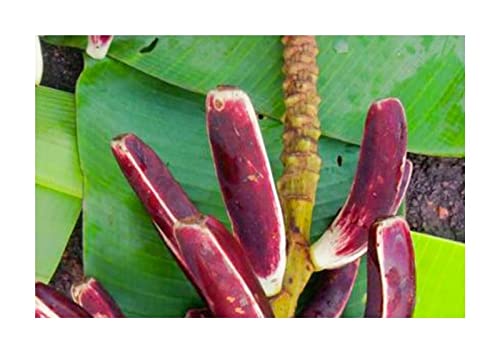 Pcs - 10x Musa (Bananier) Campestris Var. Campestris Sumpfbanane Jardin Plantes - Graines ID503 - Seeds & Plants Shop by Ipsa