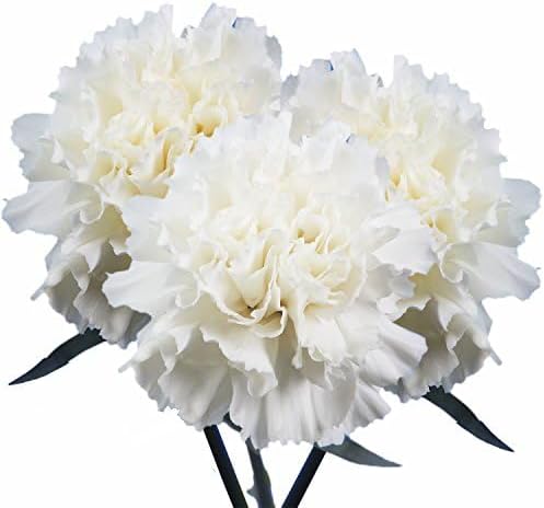 Miniatura 4 de GlobalRose 100 flores blancas de clavel  Claveles al día siguiente flores frescas para entrega Prime  Ramo fresco seleccionado a mano para