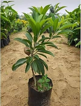 Image of All-Time12 Months Hybrid Grafted Guti Kolom Live Fruit Plant Original & Authentic Organic Tree for Outdoor Fast-Growing Fruit Plant Home Pack Of-1 (Cricket Ball Chiku Plant, Medium)