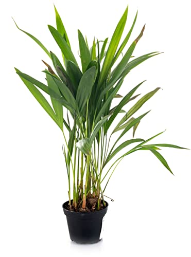 Palmera de Tamaño Pequeño Areca Planta de Interior