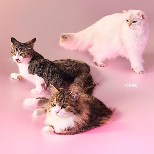 【Amazon.co.jp限定】cats (初回限定盤)(特典:コットン巾着付)※応募シリアルナンバーは付きません。の商品画像