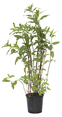 Outlet Garden - Menta - Mentha. Planta Aromática, Altura: 40 Centimetros Aproximado, Contenedor: 14 Cm. Envios Solo Peninsula