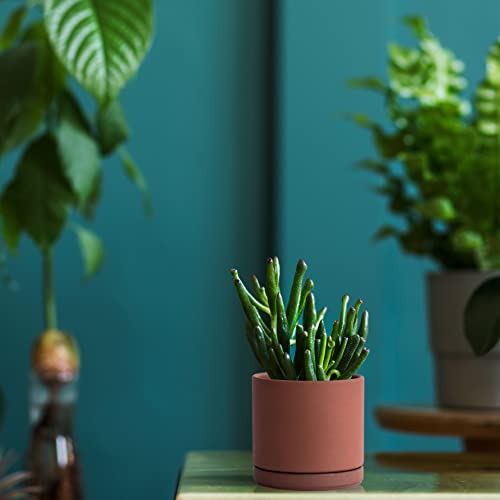 X-Small 4 Inch Rust Terracotta Plant Pot With Drainage Hole And Saucer, Round Cylinder Planter Pot For Indoor Plants, 40-E-T-4-0 #TOP4