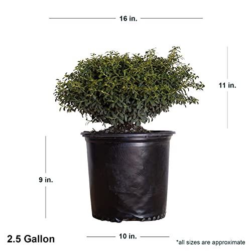 Soft Touch Holly (2.5 Gallon) Finely Textured Compact Evergreen Shrub - Full Sun Live Outdoor Plant - Ilex Crenata #TOP2
