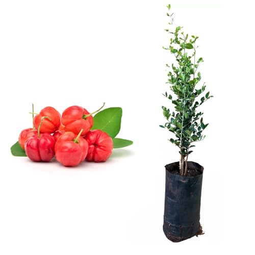 Genérico, Muda de Acerola Azeda 50 a 80cm AMK - Plantas Online