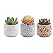 T4U 2.75 Inch Ceramic Owl Pattern Succulent Plant Pot/Cactus Plant Pot Flower Pot/Container/Planter Full Color Package 1 Pack of 3