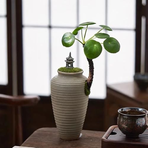 Semillas de Pilea Peperomioides - Semillas de planta OVNI, planta de moneda de la suerte, Semillas de bonsái, fáciles de plantar plantas trepadoras y macetas Plantas de interior aptas 80pcs