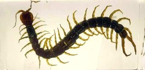 Image of 2.9 inch Real Black Centipede in Crystal Clear Lucite Resin Crafts Specimen Preserved Various Animal Insect Bug Taxidermy Collection for Biology Science Education & Desk Ornament Display Supplies