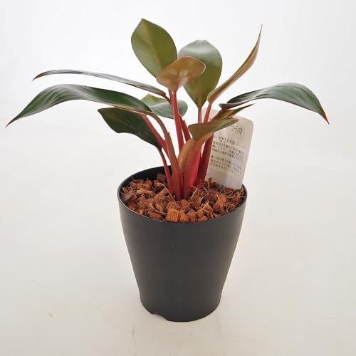 ITANSE フィロデンドロン ブラックカーディナル 4号 1個売り【品種で選べる観葉植物】学名:Philodendron erubescens 'Black Cardinal'/サトイモ科 非耐寒性常緑多年草●光沢のある美しい葉が特徴の品種。葉の表面は、