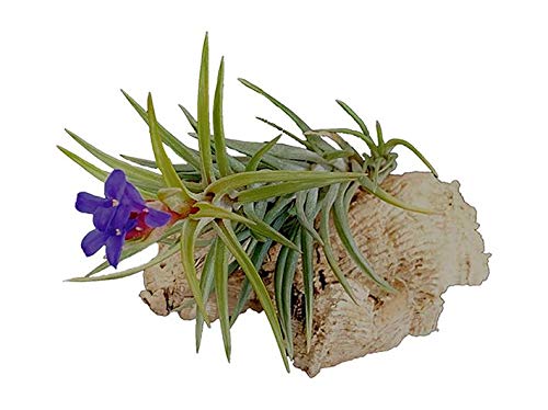 Geosism & Nature Zattera in Sughero per Orchidee e Tillandsia c.ca 20x15 cm