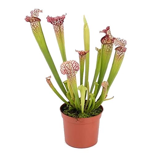 Sarracenia Leucophylla Planta Carnívora Natural Planta Jarra Que Atrapa Insectos