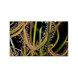 Semillas plantas carnívoras Drosera binata