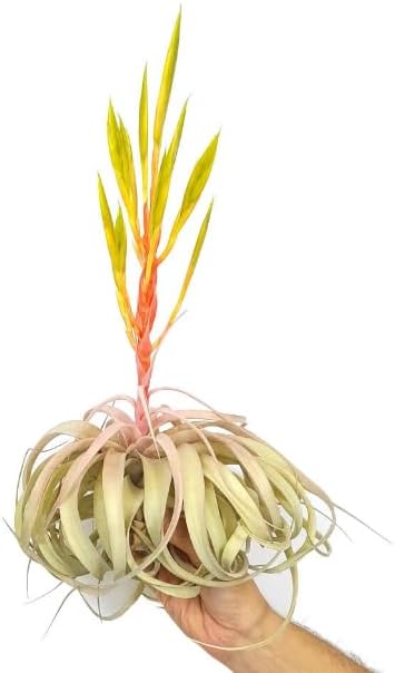 Tillandsia Xerographica GRANDE Planta del Aire Natural
