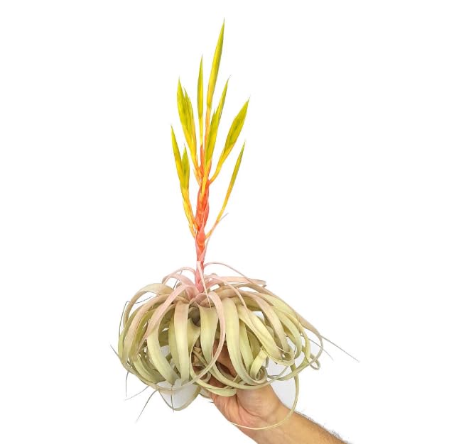 Tillandsia Xerographica GRANDE Planta del Aire Natural