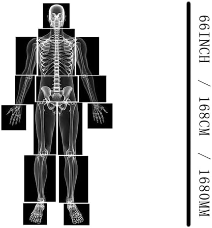 X-ray Film Learning Set for Kids, 15 Pieces, Human Body Educational Kit, Light Table Materials, Montessori & Reggio-Inspired image 5