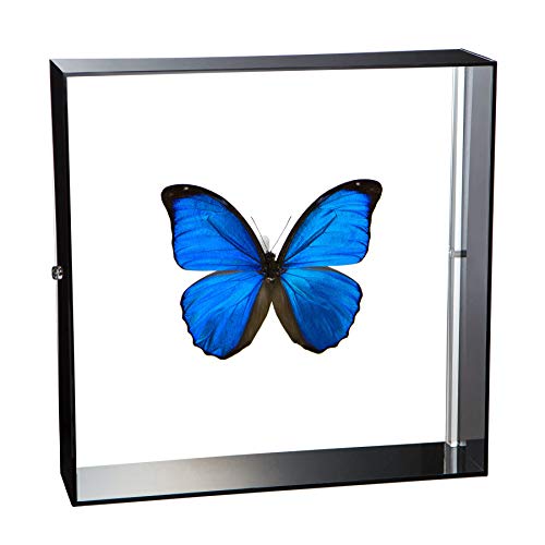 ̕W{ lEXtH Morpho meneraus tH`E ANt[ 