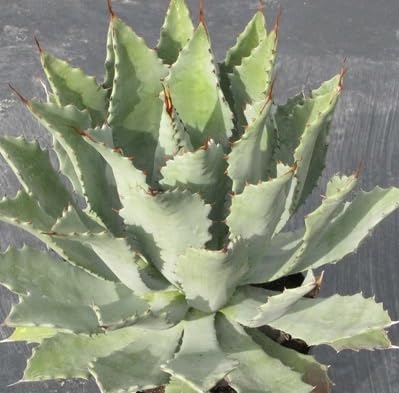 Amazon.co.jp: 種子アガべ コンゲスタ Agave congesta 種子10粒 : おもちゃ