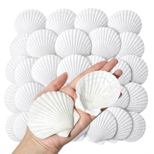 Image of QICQDRAM 30PCS Seashells for Crafts 3''-4'' Scallop Shells for Painting