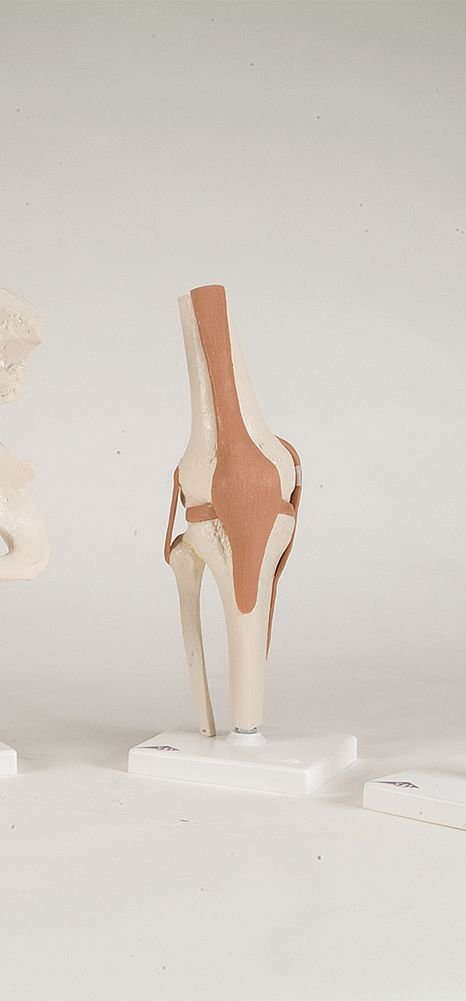 3B Scientific A82 Functional Knee Joint - 3B Smart Anatomy