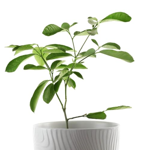 YouGarden Citrus 'Mexican Lime' in 7/9cm Pot, Grow Your Own, Citrus Lime Tree for Homes and Gardens, Supplied as an Established Plant - Image 3