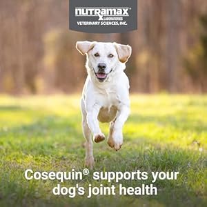 Cosequin Joint Health Supplement for Dogs - With Glucosamine, Chondroitin, MSM, and Omega-3's, 120 Soft Chews Cosequin Joint Health Supplement for Dogs With Glucosamine Chondroitin MSM and Omega 3s 120 Soft Chews