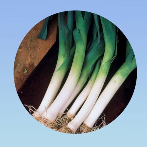 1 gramme de graines poireau geant hiver 2 - plus de 300 Graines -Planète graines -