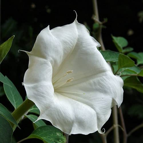 Morning Glory, Moonflower, 50 Seeds, Glowing White Season Long Blooms