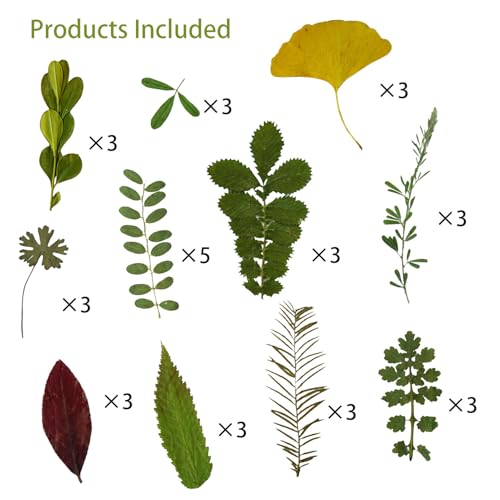 Flores y hojas prensadas secas para manualidades, pack de 35 miniatura 3