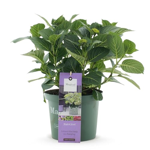 GreenboutiQ - Plante de terrasse - Hortensia - Hydrangea Magical Jewel Blue - Bleu - 6-10 Fleurs - Pot 23cm Hauteur 55cm