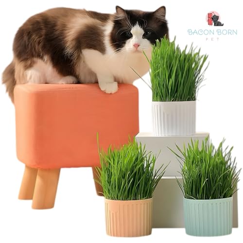 Kit 3 Graminhas Para Gatos Digestão Saudável Bola De Pelos Bacon Born Pet (Rosa - Kit 3)