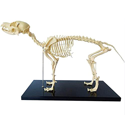 Anatomisches Modell Hund Skelettmuster Modell Anatomie Bildung Modell Von Tieren, Humanbiologie Professor Veterinary Education Demonstration Werkzeug Hund (64Cmx10cmx30cm)