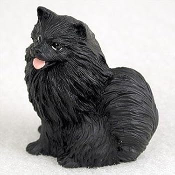 black and grey pomeranian