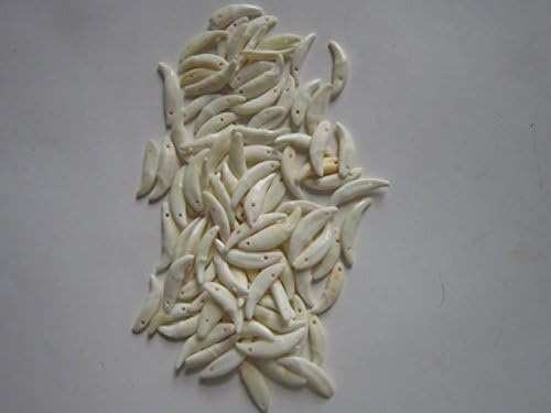 50 Coyote Teeth Drilled Jewelry Beads Crafts Taxidermy Native Style Crafts