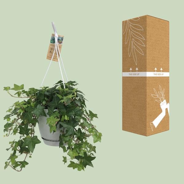 Hedera Helix Grün – Gemeiner Efeu – Zimmerpflanze im Hängetopf – Ø17cm – immergrüne Hänge – und Kletterpflanze für Innen – & Außenbereich