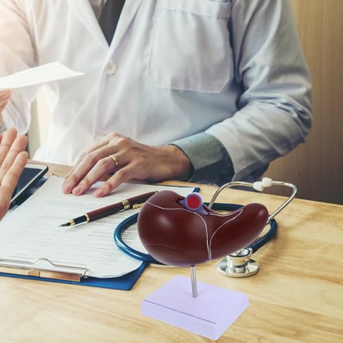 Modèle anatomique du foie Cabilock plastique pour mémoriser l'anatomie - 6