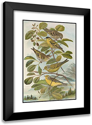 ArtDirect Johann Friedrich Naumann 18x24 Black Modern Frame and Double Matted Museum Art Print Titled - Click Download to Save Chrysospractions, Chysicesrristiana Mp3 Youtube Com