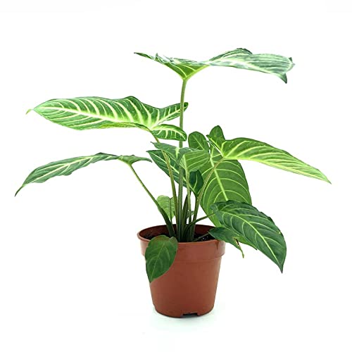 Mphmi Seedless Plant Flower Plants Caladium Lindenii - Xanthosoma