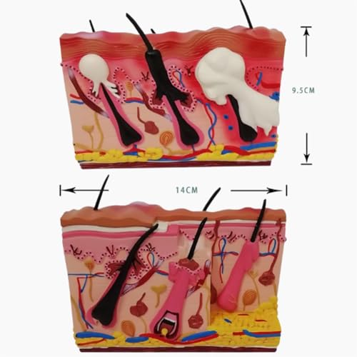 Modèle dermatite canine AMITD solution visuelle eczéma et puce