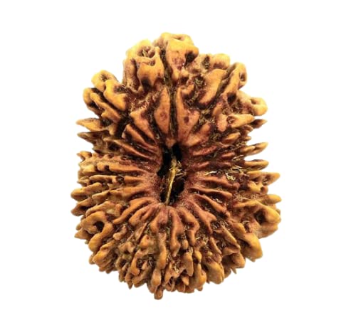 Krishna Gems Natural Eighteen Face Bhumi Rudraksh Nepali Bead 18 Mukhi Rudraksha Original Certified by Lab