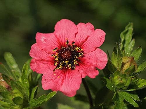 50 semillas de Nepal Cinquefoil Potentilla Nepalensis Flor rosa roja CHK Envío plano puede crecer en macetajardín