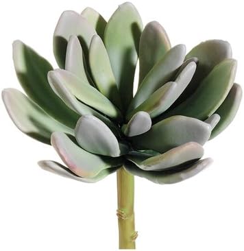 8" Echeveria Plant Green (Pack of 12)