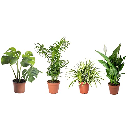 Set 4 Plantas Interior Poca Luz DECOALIVE: Monstera Deliciosa, Palmera Chamaedorea, Chlorophytum y Spathiphyllum