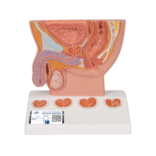 3B Scientific Menschliche Anatomie - Prostata-Modell, halbe Größe + kostenlose Anatomie App - 3B Smart Anatomy