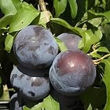 Vivai Decandia Giovanni