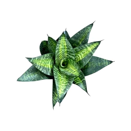 Live Plant, Snake Plant, Indoor Plant, Sansevieria, Air Purifying, Easy