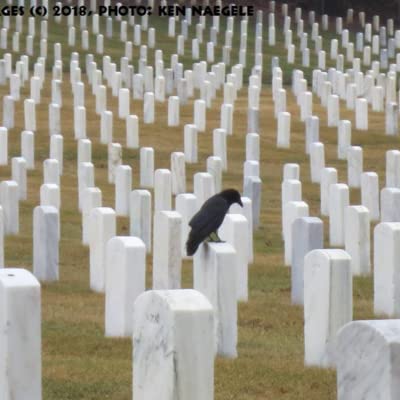 #CemeteryPodcast S2-E7: Respect for the Military Dead (Veterans Day Special)