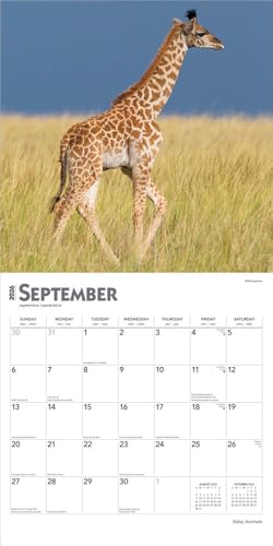Baby Animals | 2026 12 x 24 Inch (Hanging) Monthly Square Wall Calendar | Plastic-Free | BrownTrout | Domestic Pets Chicken Small Cute - image 4