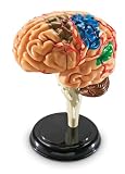 Learning Resources Czlowiek Anatomia Model Czlowiek Mózg 31-Kawałek Zestaw